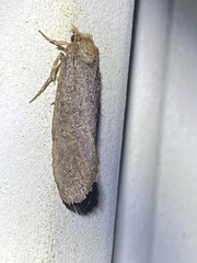 Acrolophus texanella