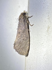 Acrolophus texanella