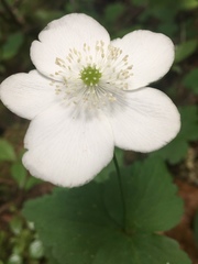 Anemonastrum deltoideum