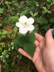 Anemonastrum deltoideum