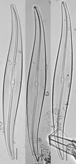 Gyrosigma acuminatum