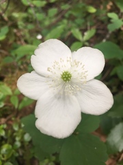 Anemonastrum deltoideum
