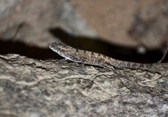 Anolis homolechis