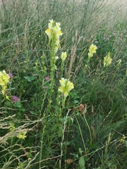 Linaria vulgaris
