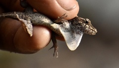 Anolis homolechis