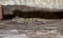 Anolis homolechis