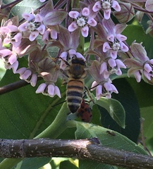 Apis mellifera