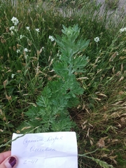 Artemisia absinthium