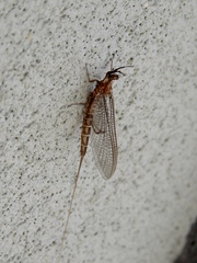 Hexagenia bilineata