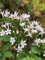 Valeriana sitchensis