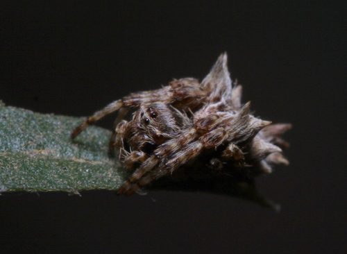 Paraverrucosa uzaga