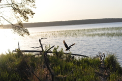 Anas platyrhynchos