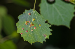 Harmandiola globuli