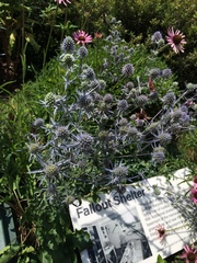Eryngium amethystinum