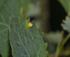 Harmandiola globuli