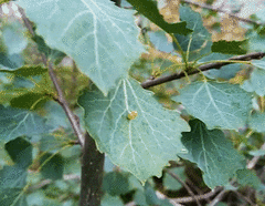 Harmandiola globuli