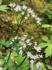 Valeriana sitchensis