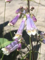 Penstemon hirsutus