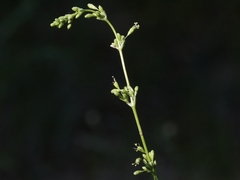 Silene borysthenica