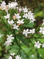 Valeriana sitchensis