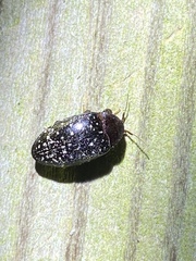 Chelonarium lecontei