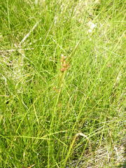 Juncus compressus