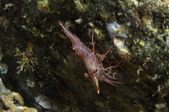 Rhynchocinetes brucei