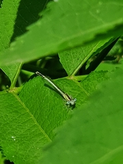 Platycnemis