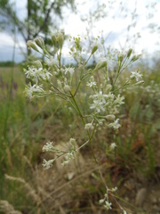 Silene wolgensis