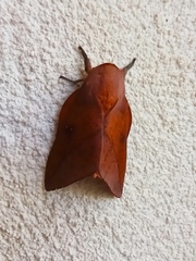 Adeloneivaia