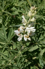 Lupinus barbiger