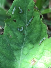 Evergestis rimosalis