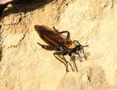 Laphria sericea
