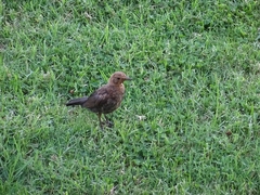 Turdus merula azorensis