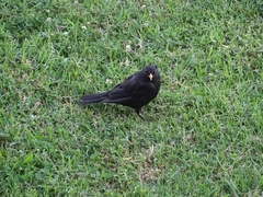 Turdus merula azorensis