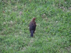 Turdus merula azorensis