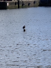 Phalacrocorax carbo