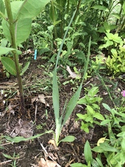 Eryngium yuccifolium