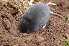 Thomomys mazama