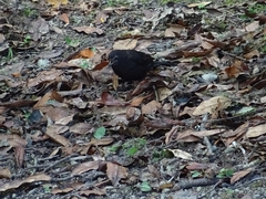 Turdus merula azorensis