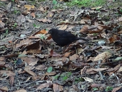 Turdus merula azorensis