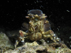 Cyclocoeloma tuberculatum