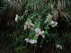 Spiraea formosana