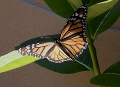 Danaus plexippus