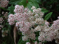 Spiraea formosana