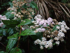 Spiraea formosana