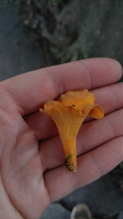 Cantharellus lateritius