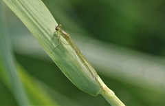 Enallagma durum