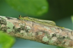 Enallagma durum