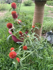 Gomphrena haageana